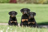 BEAUCERON - PUPPIES 354